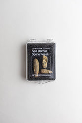 Urchin Spine Fossils (ONLINE ORDER ONLY)