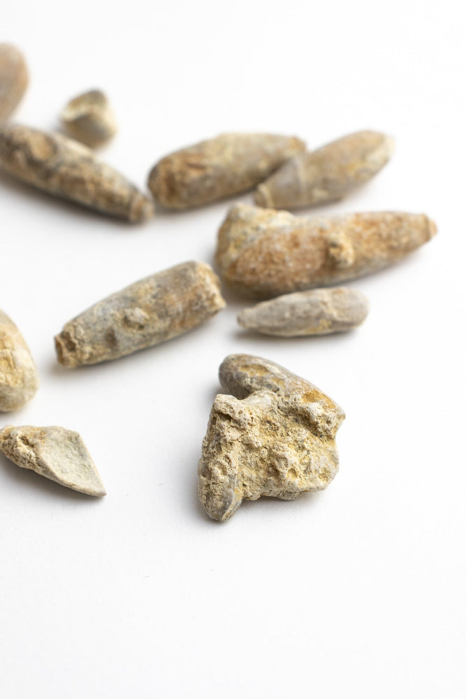 Urchin Spine Fossils (ONLINE ORDER ONLY)