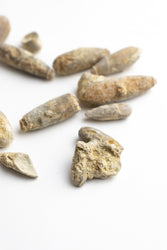 Urchin Spine Fossils (ONLINE ORDER ONLY)