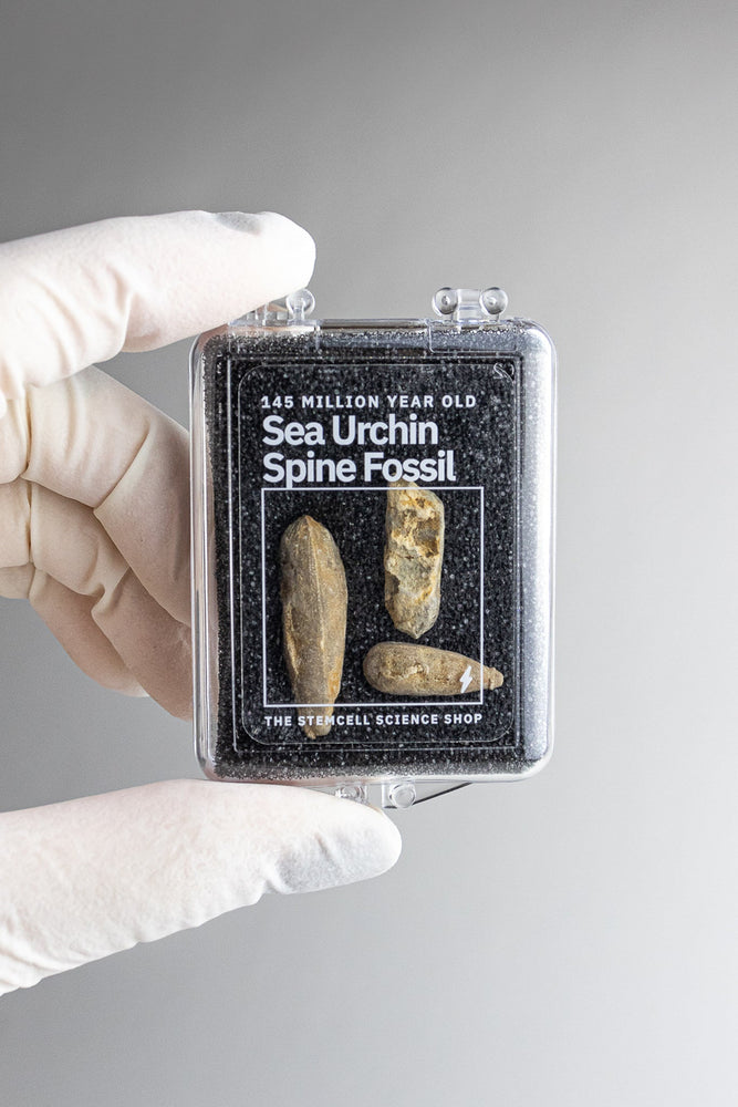 Urchin Spine Fossils (ONLINE ORDER ONLY)
