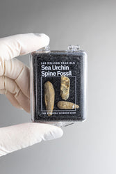 Urchin Spine Fossils (ONLINE ORDER ONLY)