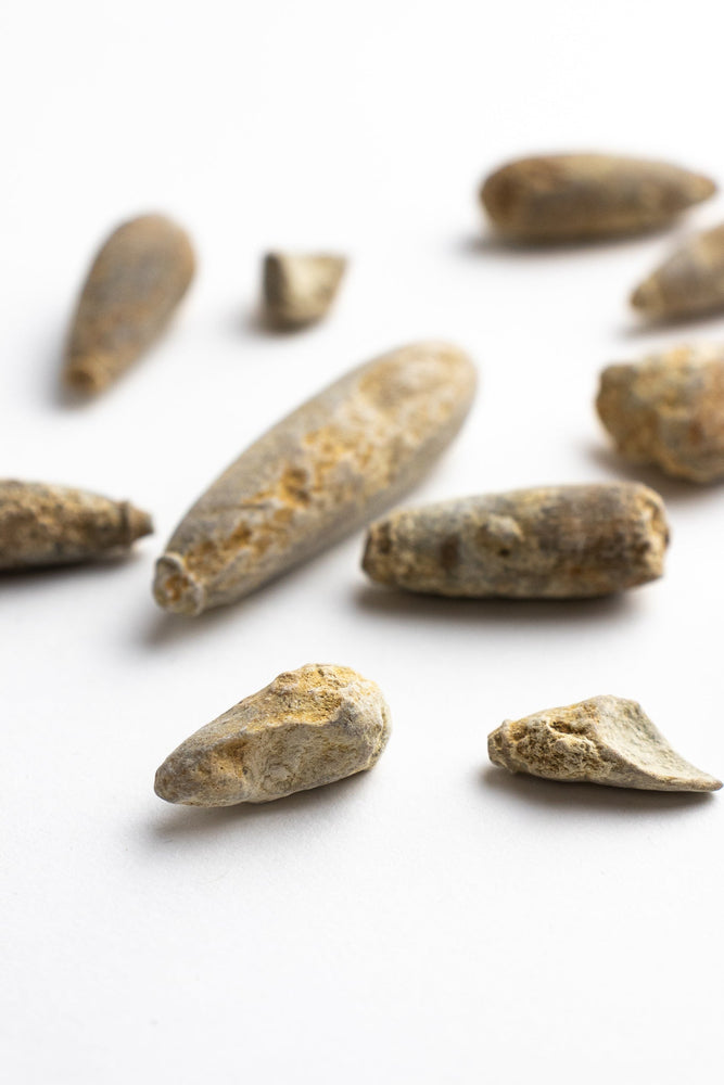 Urchin Spine Fossils (ONLINE ORDER ONLY)