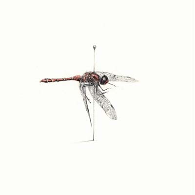 WARM WIDOW - Widower [CD] (ONLINE ORDER ONLY)