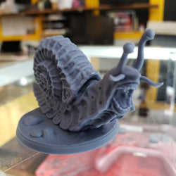 Wild Giant Snail (Online Order Only)