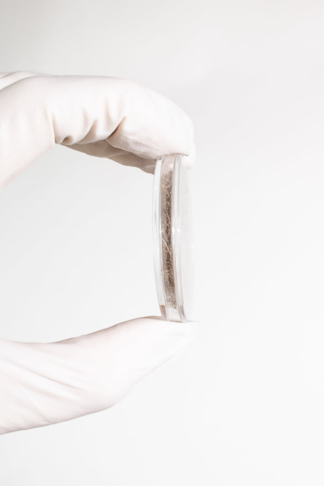 Woolly Mammoth Hair Fossil (ONLINE ORDER ONLY)