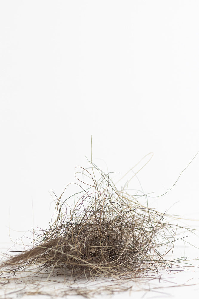 Woolly Mammoth Hair Fossil (ONLINE ORDER ONLY)