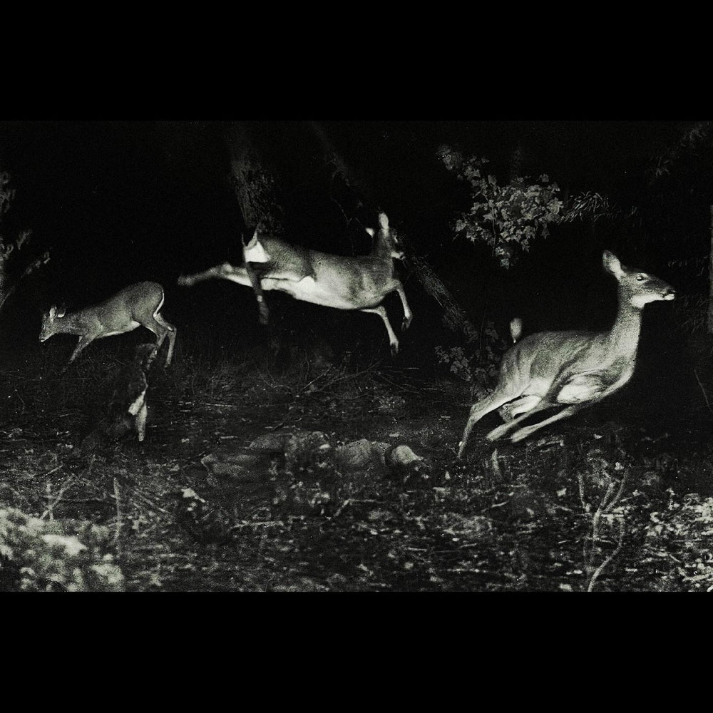 The trees were buzzing, and the grass. [CD] (ONLINE ORDER ONLY)